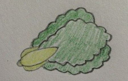 蔬菜青菜简笔画步骤图片