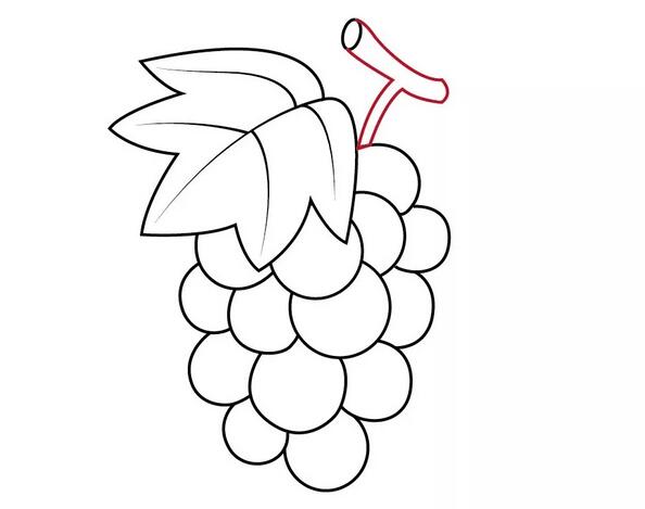 水果葡萄简笔画教程图片