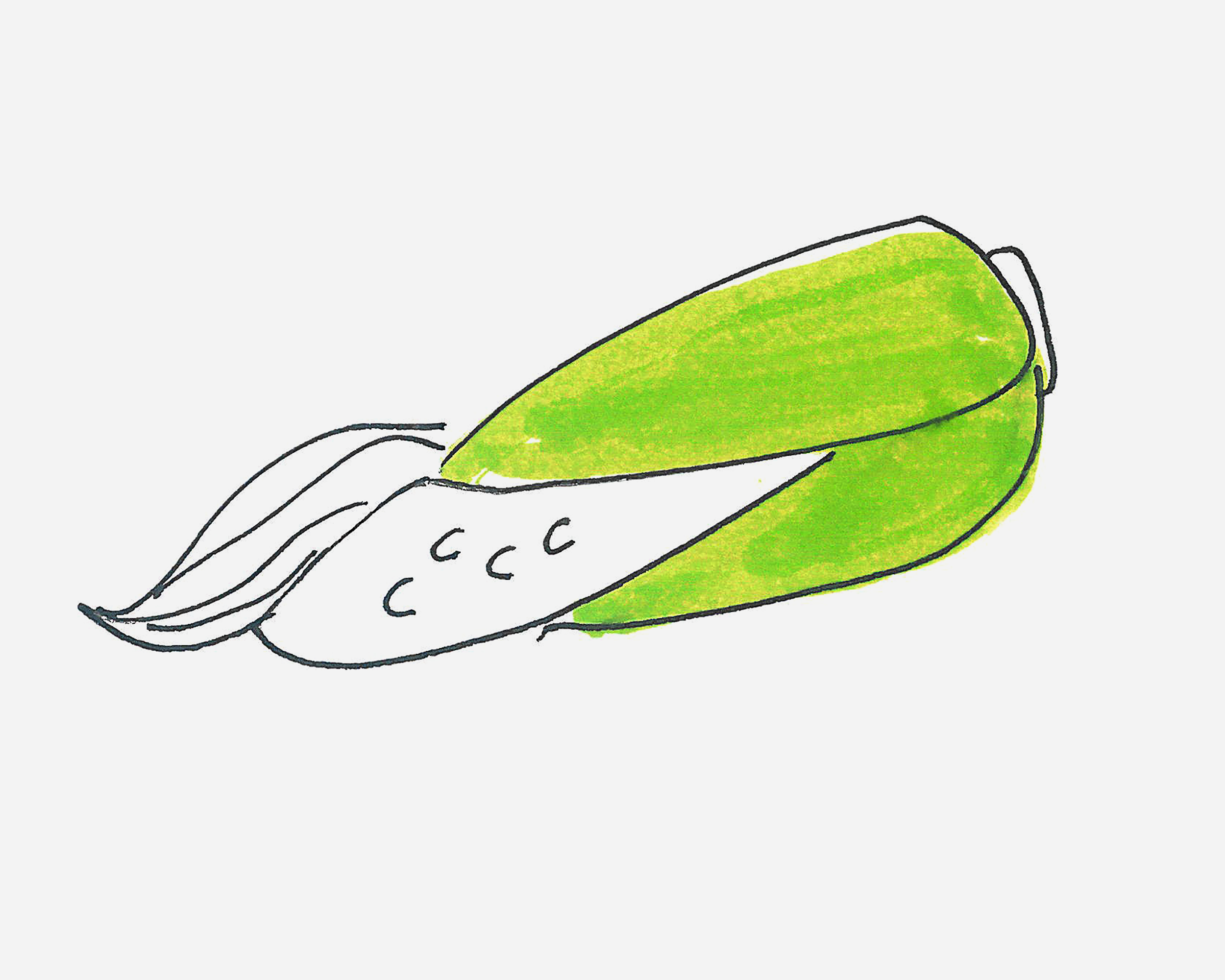 9岁儿童可爱的画画详细过程 漂亮简笔画玉米怎么画 丫丫小报